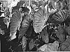 Colocasia%20esculenta%20%27BLUE%20HAWAII%27
