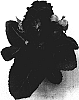Sinningia%20speciosa%20%27Sonata%20Violet%201%27
