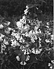 Weigela%20%27April%20Snow%27