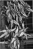 Tricyrtis%20spp.%20%27White%20Waves%27