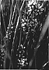 Lomandra%20confertifolia%20ssp%20rubiginosa%20%27Seascape%27