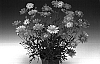 Argyranthemum%20frutescens%20%27Argyros%27