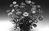 Argyranthemum%20frutescens%20%27Argyros%27