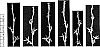Cynodon%20dactylon%20%27Grand%20Prix%27