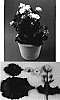 Kalanchoe%20blossfeldiana%20%27Evita%27