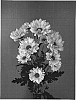 Chrysanthemum%20x%20morifolium%20%27Dekallpure%27