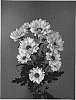 Chrysanthemum%20x%20morifolium%20%27Dekallpure%27