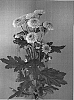 Chrysanthemum%20x%20morifolium%20%27Dekfabrice%27