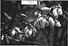 Vaccinium%20corybosum%20%27Sweetcrisp%27