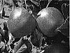 Malus%20domestica%20%27RS103-130%27