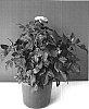 Rosa%20hybrida%20%27Evera195%27
