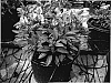 Alstroemeria%20hybrida%20%27Konesert%27