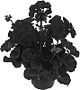 Pelargonium%20%20x%20hortorum%20%27Fisum%20Dark%20Red%27