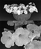Petunia%20x%20hybrida%20%27Sunsurfpinkai%27