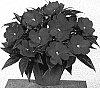 Impatiens%20hawkeri%20%27Fisnics%20Orga%27