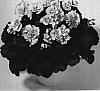 Pelargonium%20zonale%20%27KLEPZ07197%27