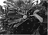 Ficus%20carica%20%27Sequoia%27