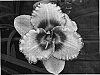 Hemerocallis%20hybrida%2FDaylily%20%27Mean%20Mister%20Mustard%27