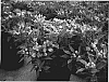Alstroemeria%20hybrida%20%27Konpride%27