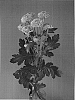 Chrysanthemum%20x%20morifolium%20%27Dekkicker%27