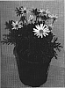 Argyranthemum%20frutescents%20%27ARCTIC%20BUTTERFLY%27