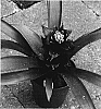 Guzmania%20hybrida%20%27Durapu%27