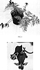Dicentra%20x%20hybrida%20%27Rekka%27