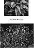 Pulmonaria%20%27Silver%20Bouquet%27