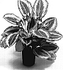 Calathea%20hybrid%20%27TWYCA0019%202%27