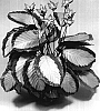 Calathea%20loesenerii%20x%20Calathea%20roseopicta%20%27TWYCA0026%27