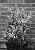 Ilex%20crenata%20%27Northern%20Lights%27