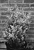 Ilex%20crenata%20%27Northern%20Lights%27