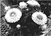 Bracteantha%20bracteata%20%27Stabur%20Yel%27