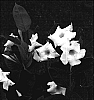 Mandevilla%20hybrid%20%27GEM06-1%27