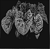 Caladium%20x%20hortulanum%20%27Raspberry%20Moon%27