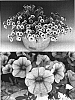 Calibrachoa%20sp.%20%27SUNBELRIAPU%27