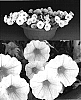 Petunia%20x%20hybrida%20%27Sunsurfcopaho%27