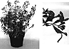 Salvia%20greggii%20%27Floasalg01%27