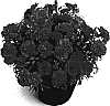 Dianthus%20caryophyllus%20%27Allura%27