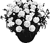 Dianthus%20caryophyllus%20%27KOCOSMO%27