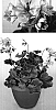 Pelargonium%20peltatum%20%27Oglger13067%27
