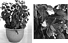 Fuchsia%20x%20hybrida%20%27Goetzyol%27