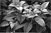 Hydrangea%20hybrida%2FHydrangea%20plant%20%27Inovalaur%27