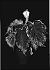 Caladium%20%20x%20%20hortulanum%20%27Starburst%27