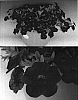 Calibrachoa%20sp.%20%27Sunbel%20Kopachipi%27
