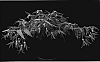 Begonia%20boliviensis%20%27YABOS%27