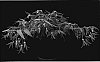 Begonia%20boliviensis%20%27YABOS%27