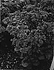 Sedum%20%28Boreau%29%20hybrid%20%27Maestro%27