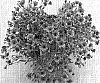 Osteospermum%20ecklonis%20%27Sumipas%2003%27