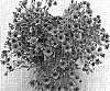 Osteospermum%20ecklonis%20%27Sumipas%2003%27